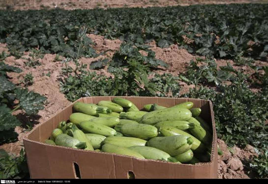 کدو سبز 